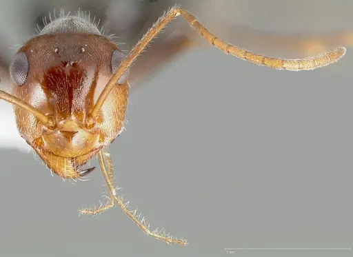 Myrmecocystus flaviceps specimen CASENT0005411 image casent0005411_2