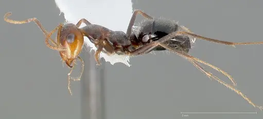 Myrmecocystus flaviceps specimen CASENT0005411 image casent0005411_3