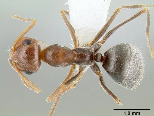 Myrmecocystus flaviceps specimen CASENT0106055 image casent0106055_1