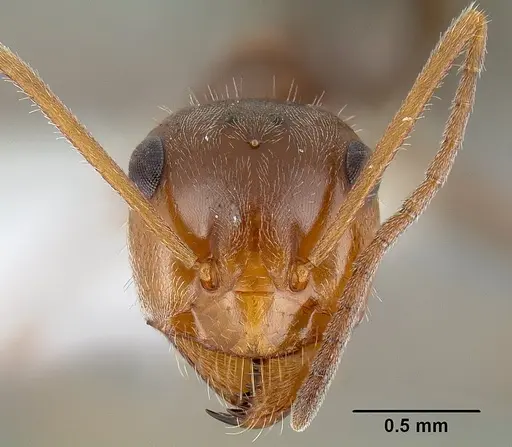 Myrmecocystus flaviceps specimen CASENT0106055 image casent0106055_2