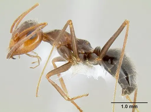 Myrmecocystus flaviceps specimen CASENT0106055 image casent0106055_3