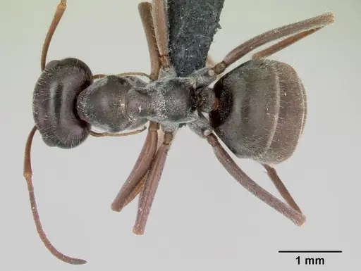 Myrmecocystus flaviceps specimen CASENT0118149 image casent0118149_1