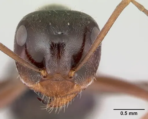 Myrmecocystus flaviceps specimen CASENT0118149 image casent0118149_2
