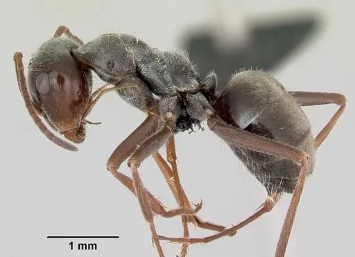 Myrmecocystus flaviceps specimen CASENT0118149 image casent0118149_3