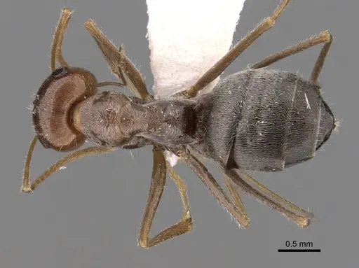 Myrmecocystus flaviceps specimen CASENT0280516 image casent0280516_1