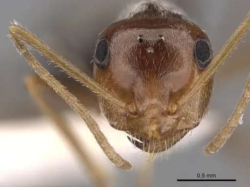 Myrmecocystus flaviceps specimen CASENT0280516 image casent0280516_2