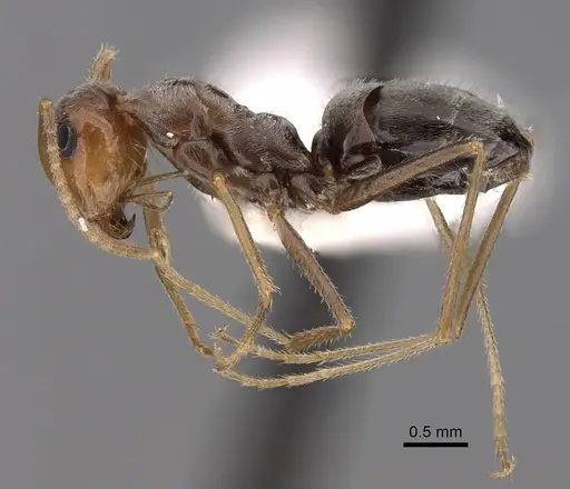 Myrmecocystus flaviceps specimen CASENT0280516 image casent0280516_3