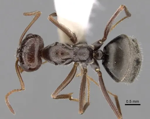 Myrmecocystus flaviceps specimen CASENT0280521 image casent0280521_1