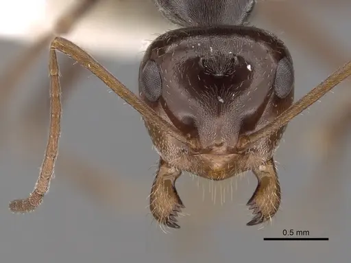 Myrmecocystus flaviceps specimen CASENT0280521 image casent0280521_2