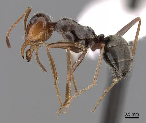 Myrmecocystus flaviceps specimen CASENT0280521 image casent0280521_3