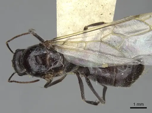 Myrmecocystus flaviceps specimen CASENT0923067 image casent0923067_1
