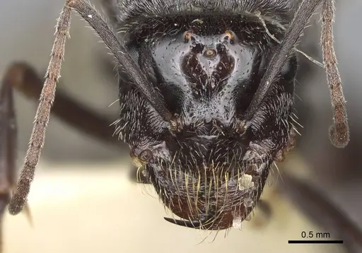 Myrmecocystus flaviceps specimen CASENT0923067 image casent0923067_2