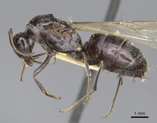 Myrmecocystus flaviceps specimen CASENT0923067 image casent0923067_3