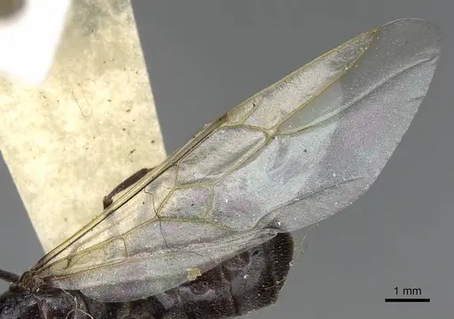 Myrmecocystus flaviceps specimen CASENT0923067 image casent0923067_4