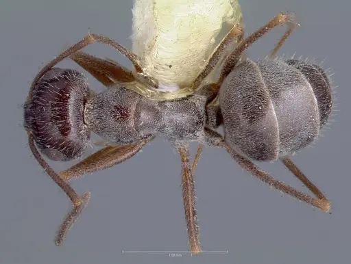 Myrmecocystus hammettensis specimen CASENT0005883 image casent0005883_1