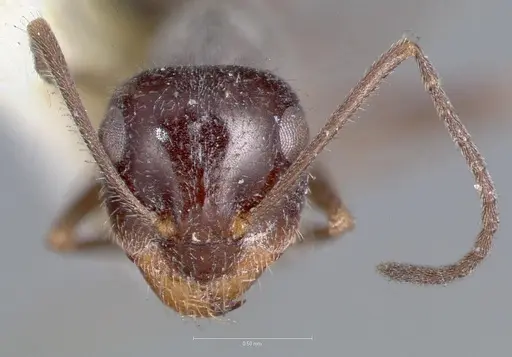 Myrmecocystus hammettensis specimen CASENT0005883 image casent0005883_2