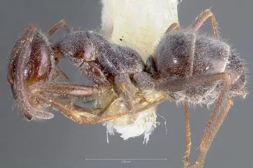 Myrmecocystus hammettensis specimen CASENT0005883 image casent0005883_3