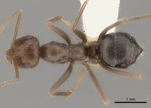 Myrmecocystus intonsus specimen CASENT0217726 image casent0217726_1
