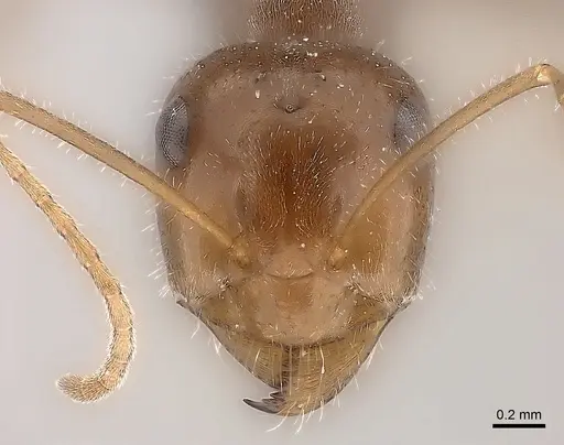 Myrmecocystus intonsus specimen CASENT0217726 image casent0217726_2
