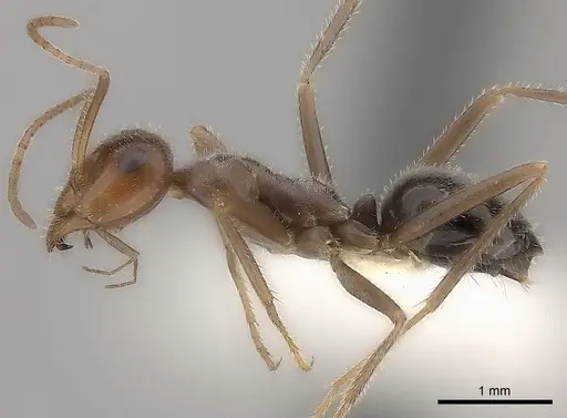 Myrmecocystus intonsus specimen CASENT0217726 image casent0217726_3