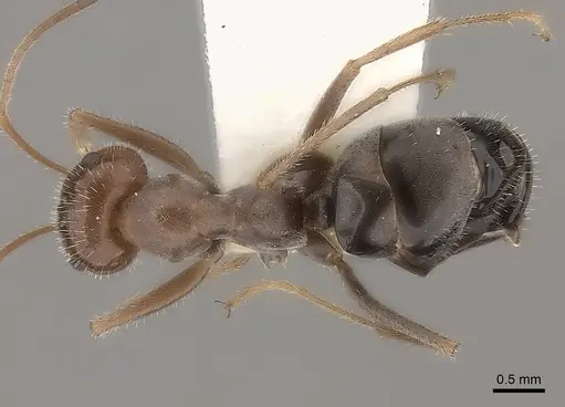 Myrmecocystus intonsus specimen CASENT0217727 image casent0217727_1