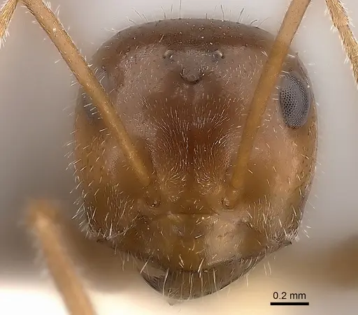 Myrmecocystus intonsus specimen CASENT0217727 image casent0217727_2