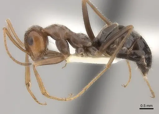 Myrmecocystus intonsus specimen CASENT0217727 image casent0217727_3