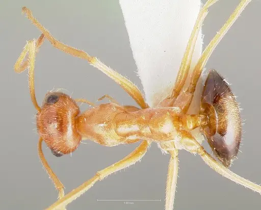 Myrmecocystus kathjuli specimen CASENT0005941 image casent0005941_1