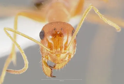 Myrmecocystus kathjuli specimen CASENT0005941 image casent0005941_2