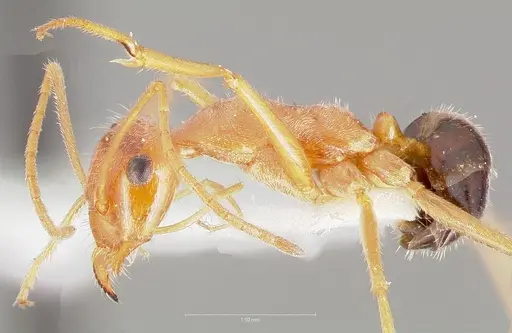 Myrmecocystus kathjuli specimen CASENT0005941 image casent0005941_3