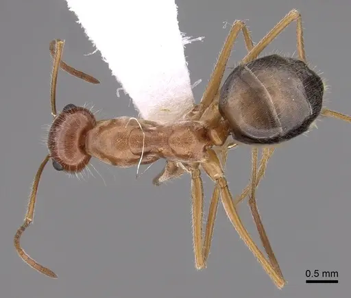 Myrmecocystus kathjuli specimen CASENT0280507 image casent0280507_1