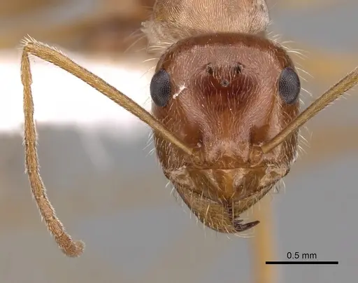 Myrmecocystus kathjuli specimen CASENT0280507 image casent0280507_2