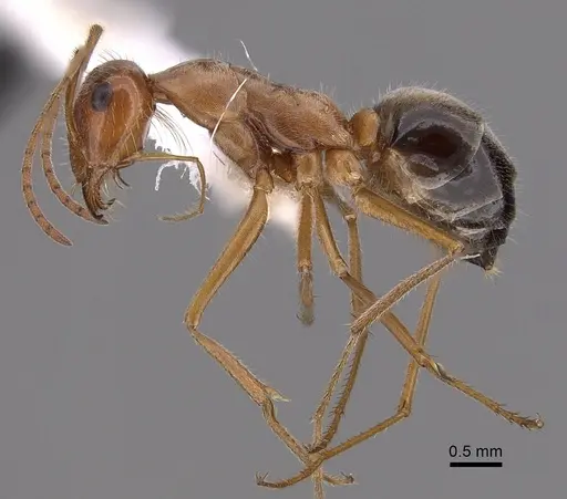 Myrmecocystus kathjuli specimen CASENT0280507 image casent0280507_3