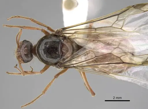 Myrmecocystus kathjuli specimen CASENT0862006 image casent0862006_1