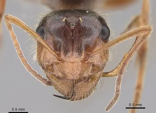 Myrmecocystus kathjuli specimen CASENT0862006 image casent0862006_2