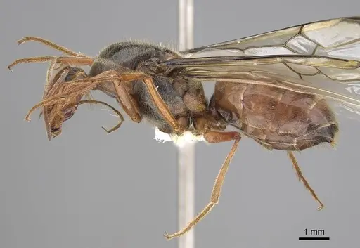 Myrmecocystus kathjuli specimen CASENT0862006 image casent0862006_3