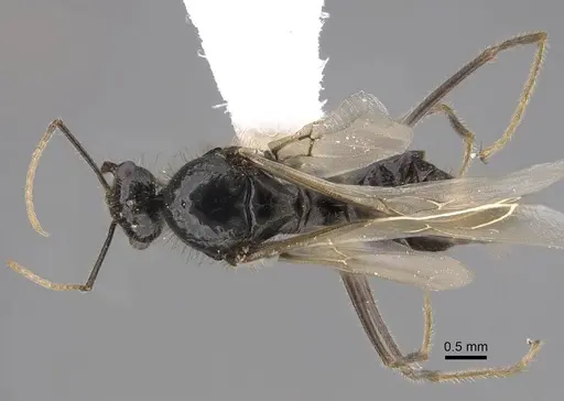 Myrmecocystus kathjuli specimen CASENT0862007 image casent0862007_1