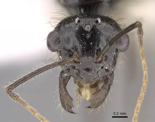 Myrmecocystus kathjuli specimen CASENT0862007 image casent0862007_2