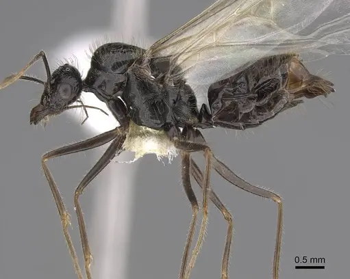 Myrmecocystus kathjuli specimen CASENT0862007 image casent0862007_3