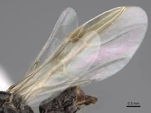 Myrmecocystus kathjuli specimen CASENT0862007 image casent0862007_4