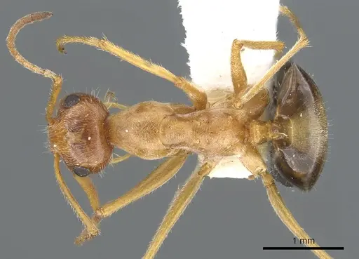 Myrmecocystus kathjuli specimen CASENT0903191 image casent0903191_1