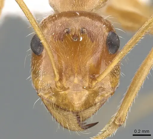 Myrmecocystus kathjuli specimen CASENT0903191 image casent0903191_2