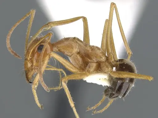 Myrmecocystus kathjuli specimen CASENT0903191 image casent0903191_3
