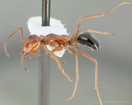 Myrmecocystus kennedyi specimen CASENT0005412 image casent0005412_3