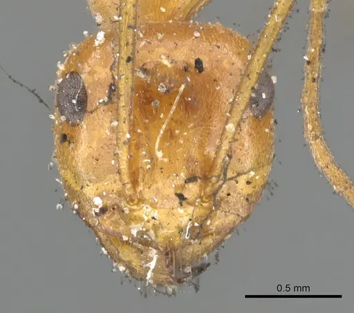 Myrmecocystus kennedyi specimen CASENT0903192 image casent0903192_2