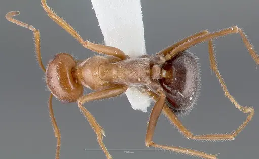 Myrmecocystus koso specimen CASENT0005884 image casent0005884_1