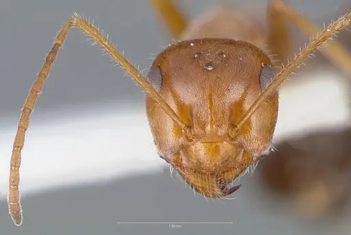 Myrmecocystus koso specimen CASENT0005884 image casent0005884_2