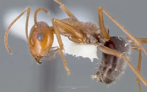 Myrmecocystus koso specimen CASENT0005884 image casent0005884_3