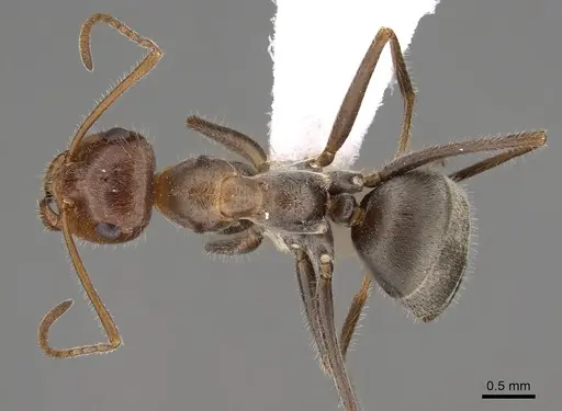 Myrmecocystus koso specimen CASENT0280535 image casent0280535_1