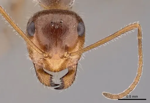 Myrmecocystus koso specimen CASENT0280535 image casent0280535_2